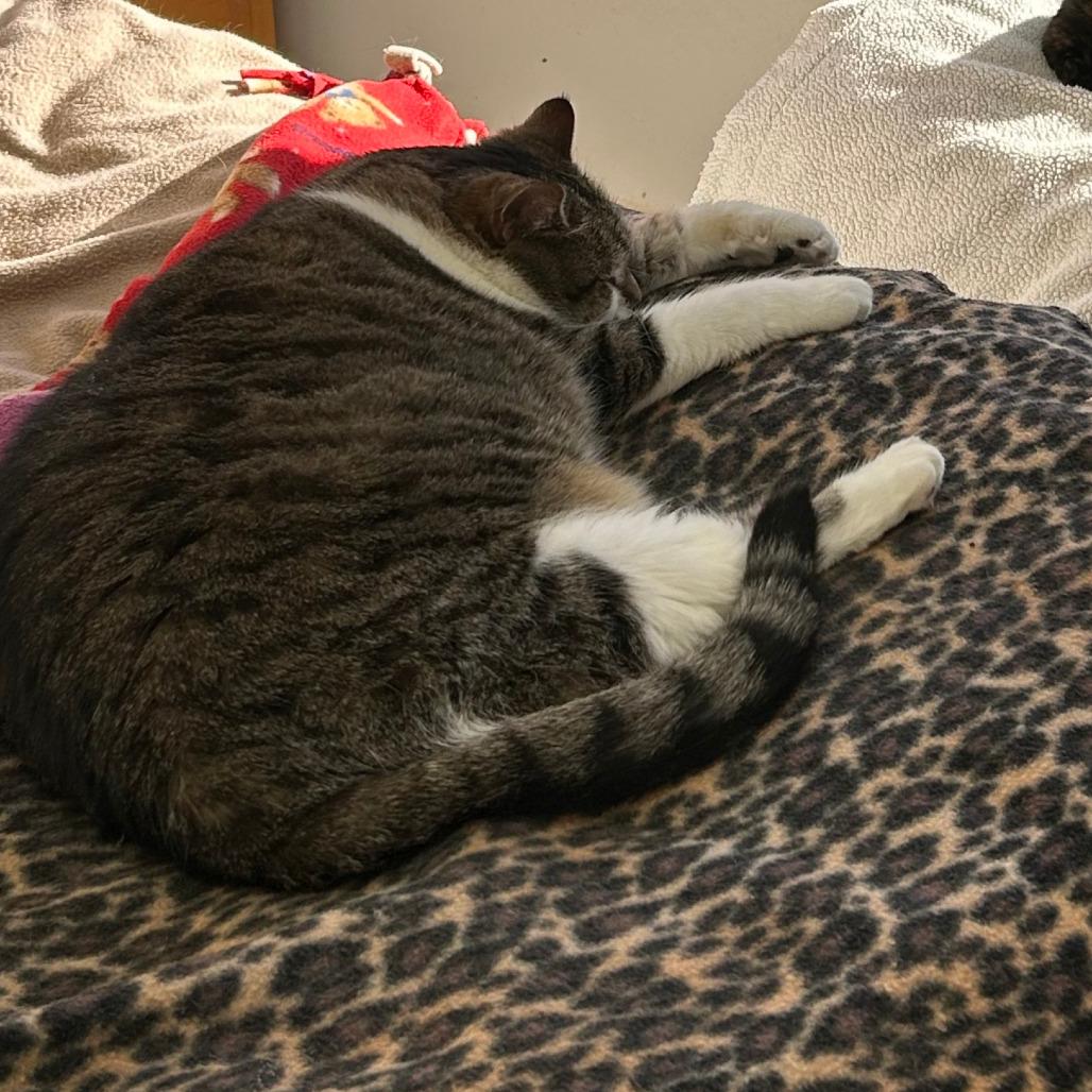 Riley, a Adoptable Domestic Short Hair in Middleton, WI image 6/6