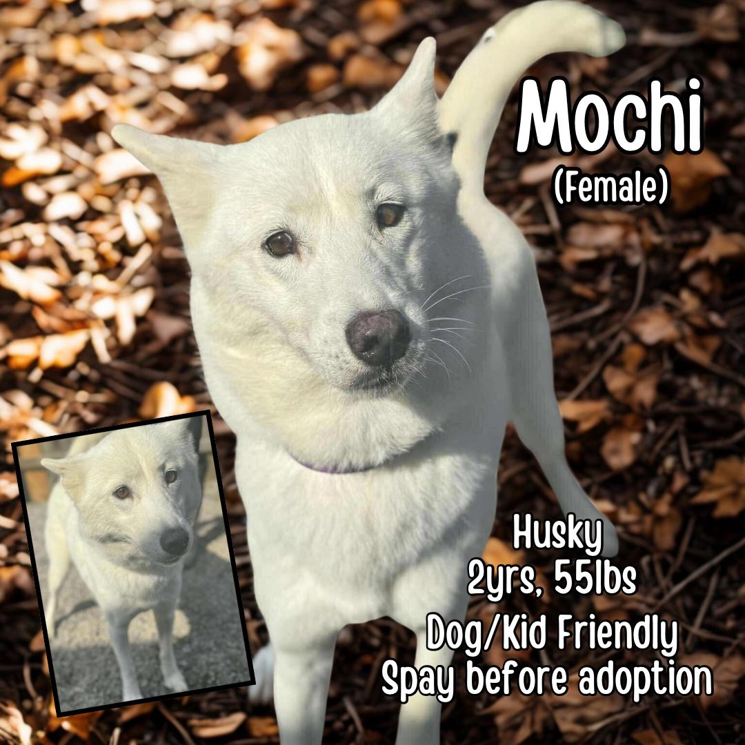 Enlarge Mochi, a Adoptable Husky in Lancaster, KY image 1/1