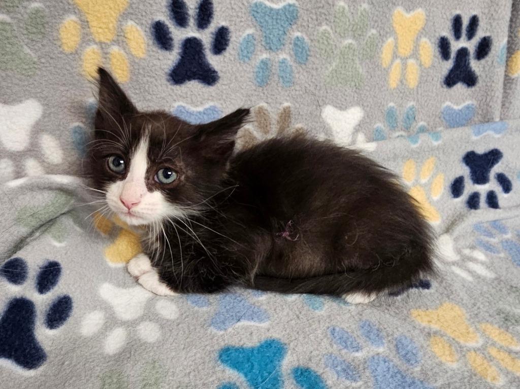Axl, Adoptable, Kitten Male Domestic Short Hair.