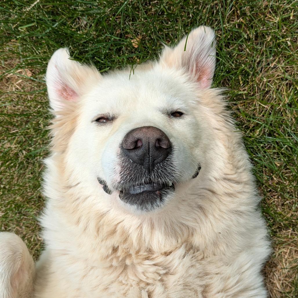 Beth, Adoptable, Adult Female Great Pyrenees.