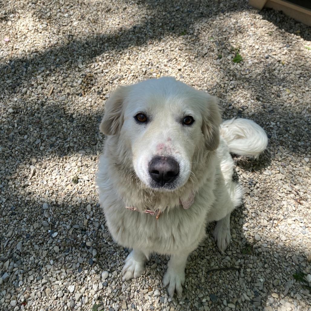 Beth, a Adoptable Great Pyrenees in Madison, WI image 2/5