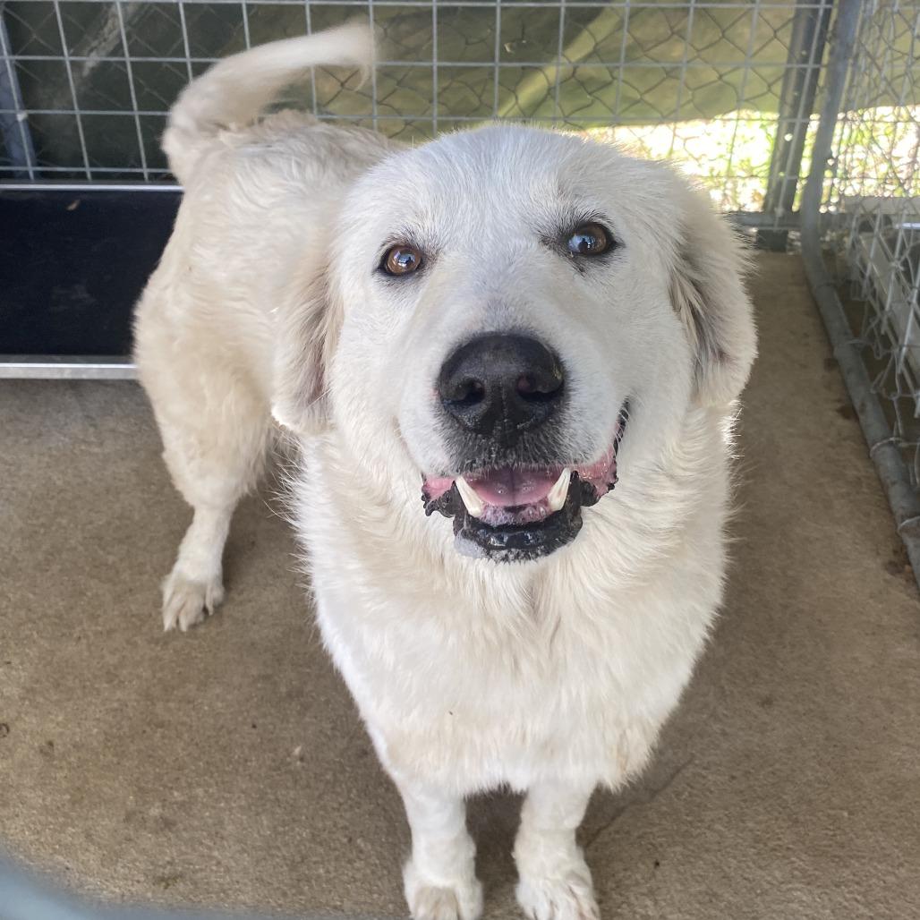 Beth, a Adoptable Great Pyrenees in Madison, WI image 3/5