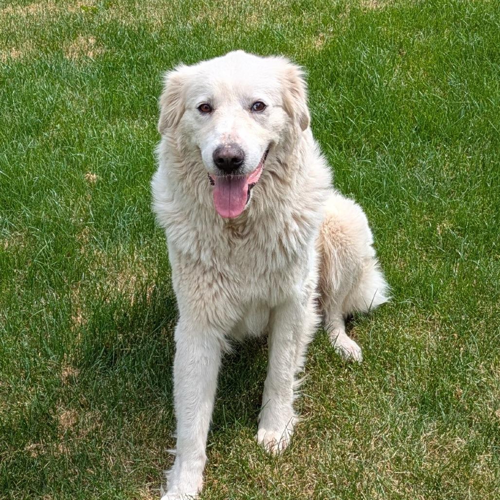 Beth, a Adoptable Great Pyrenees in Madison, WI image 4/5