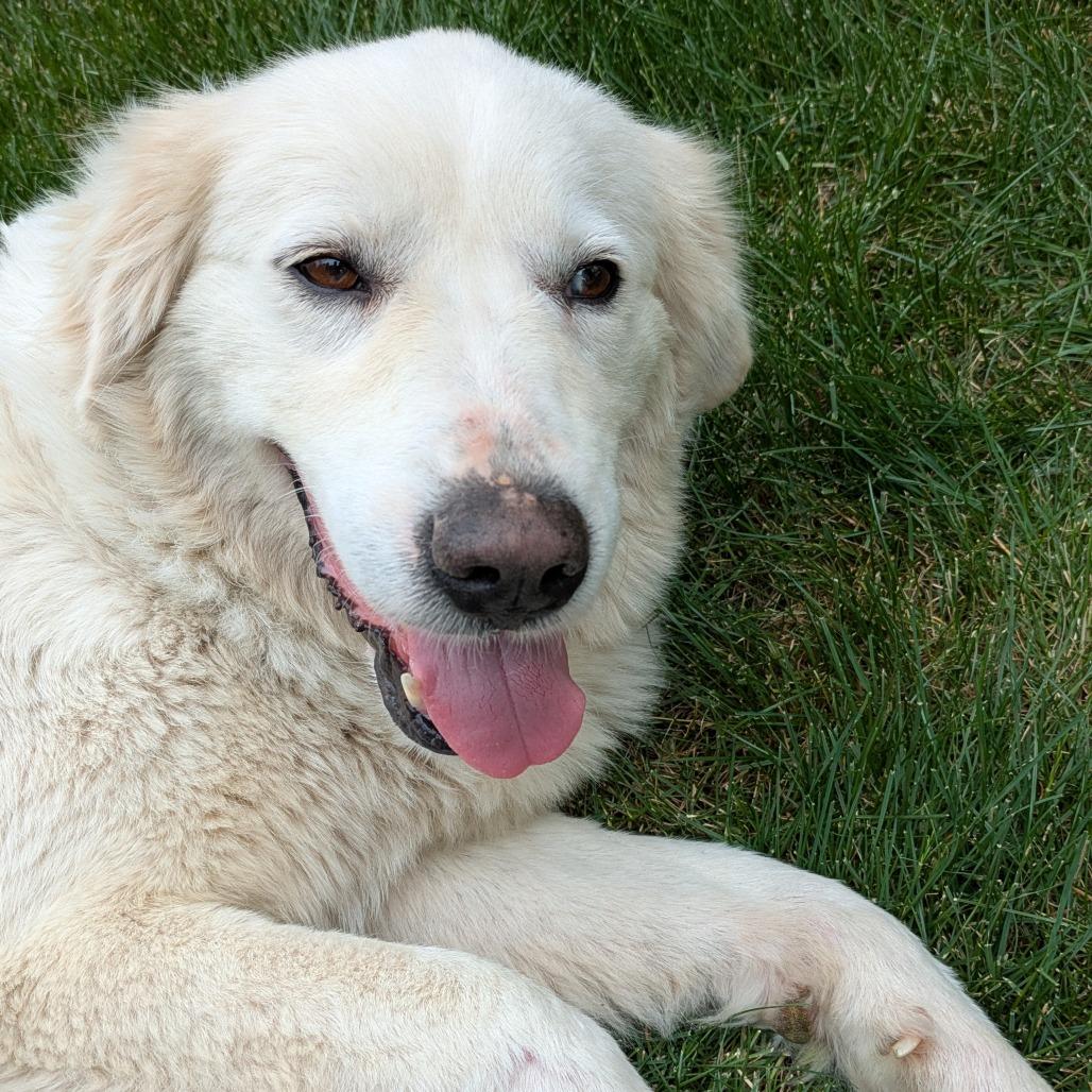 Beth, a Adoptable Great Pyrenees in Madison, WI image 5/5