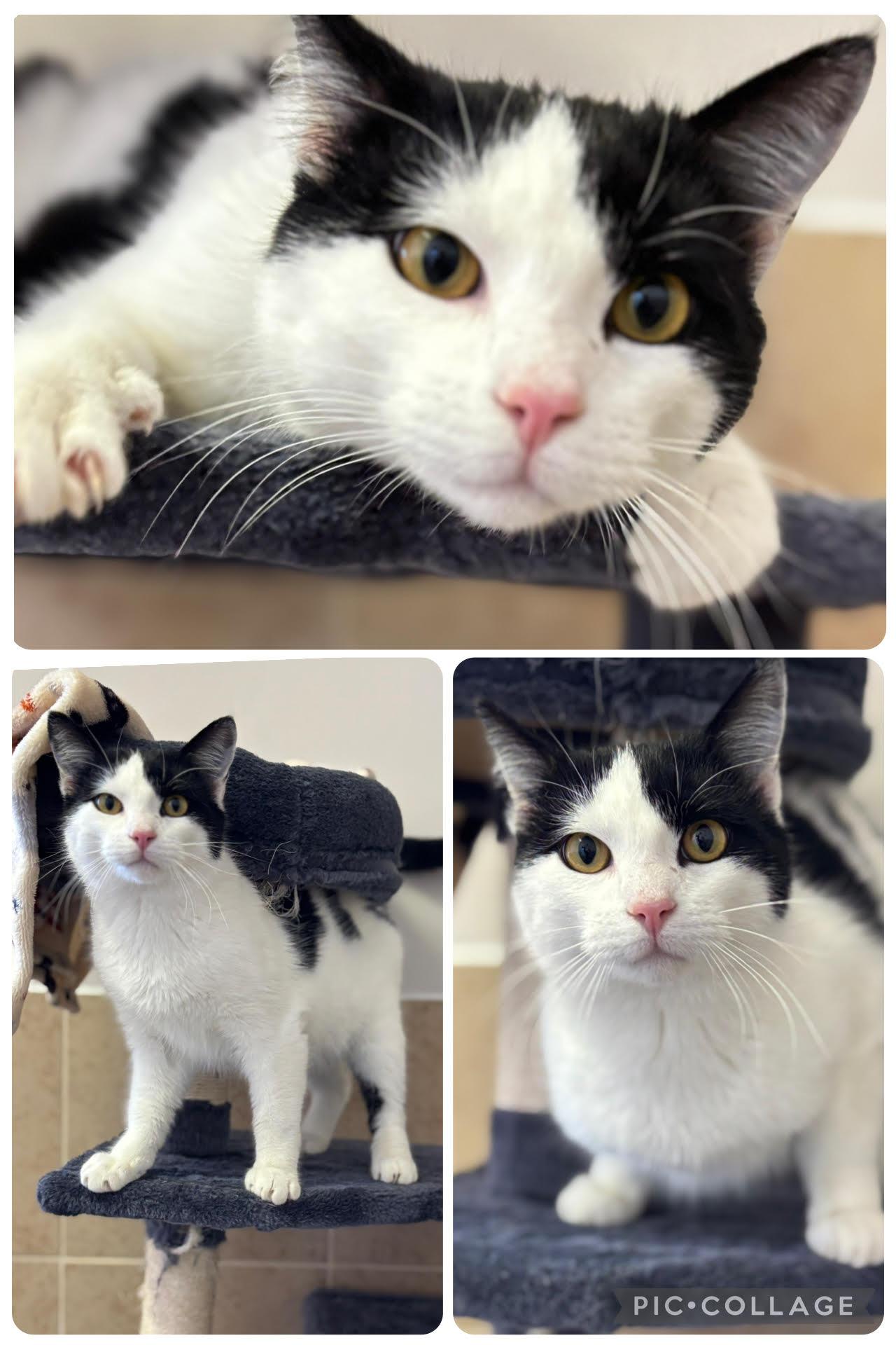 Tom, an adoptable Domestic Short Hair in Rock Springs, WY, 82901 | Photo Image 1