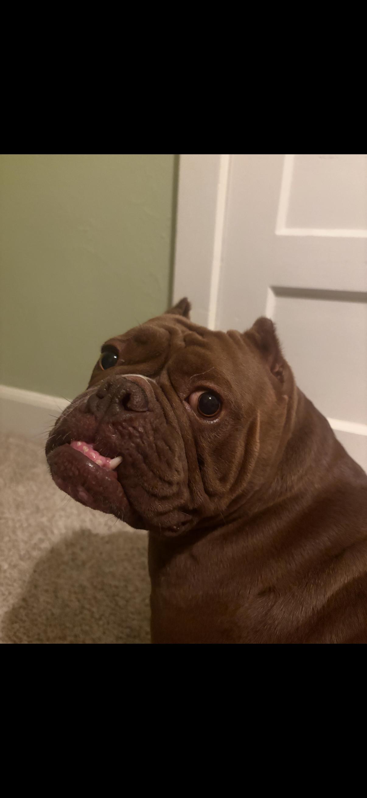 Enlarge Coconut, a Adoptable mixed breed in Rocklin, CA image 4/4