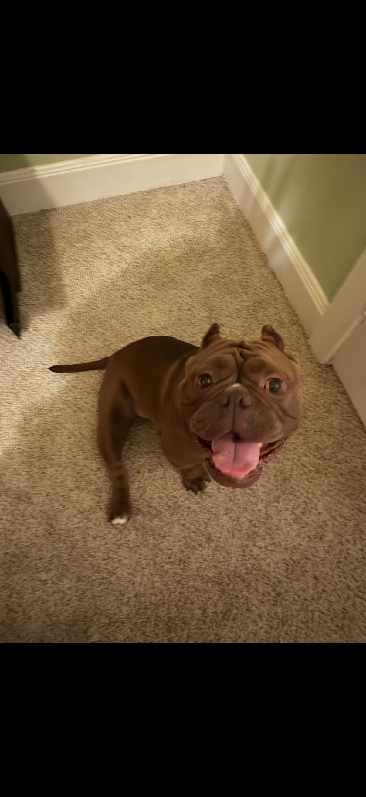 Enlarge Coconut, a Adoptable mixed breed in Rocklin, CA image 3/4