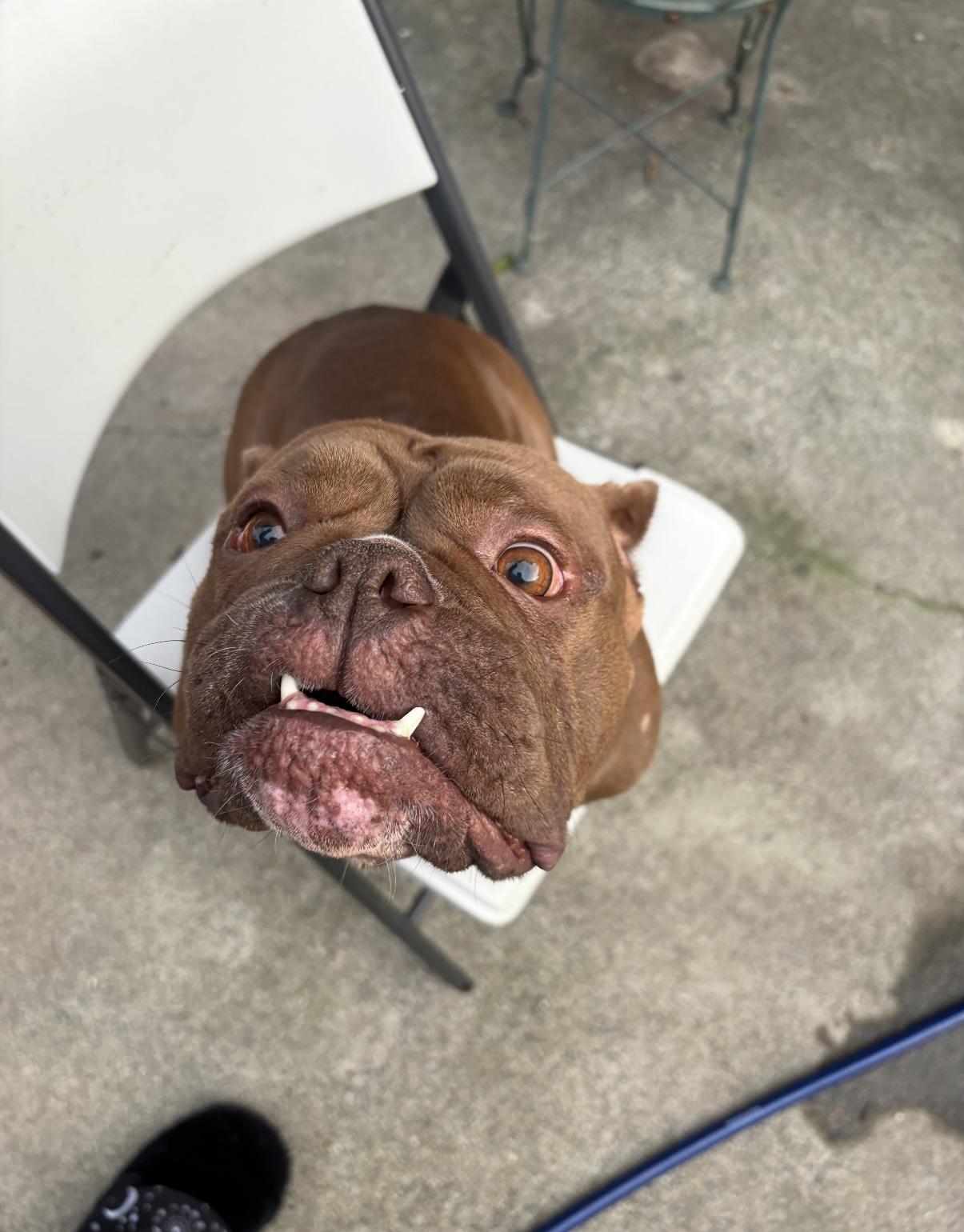 Coconut, Adoptable, Adult Female Bulldog & American Bulldog.