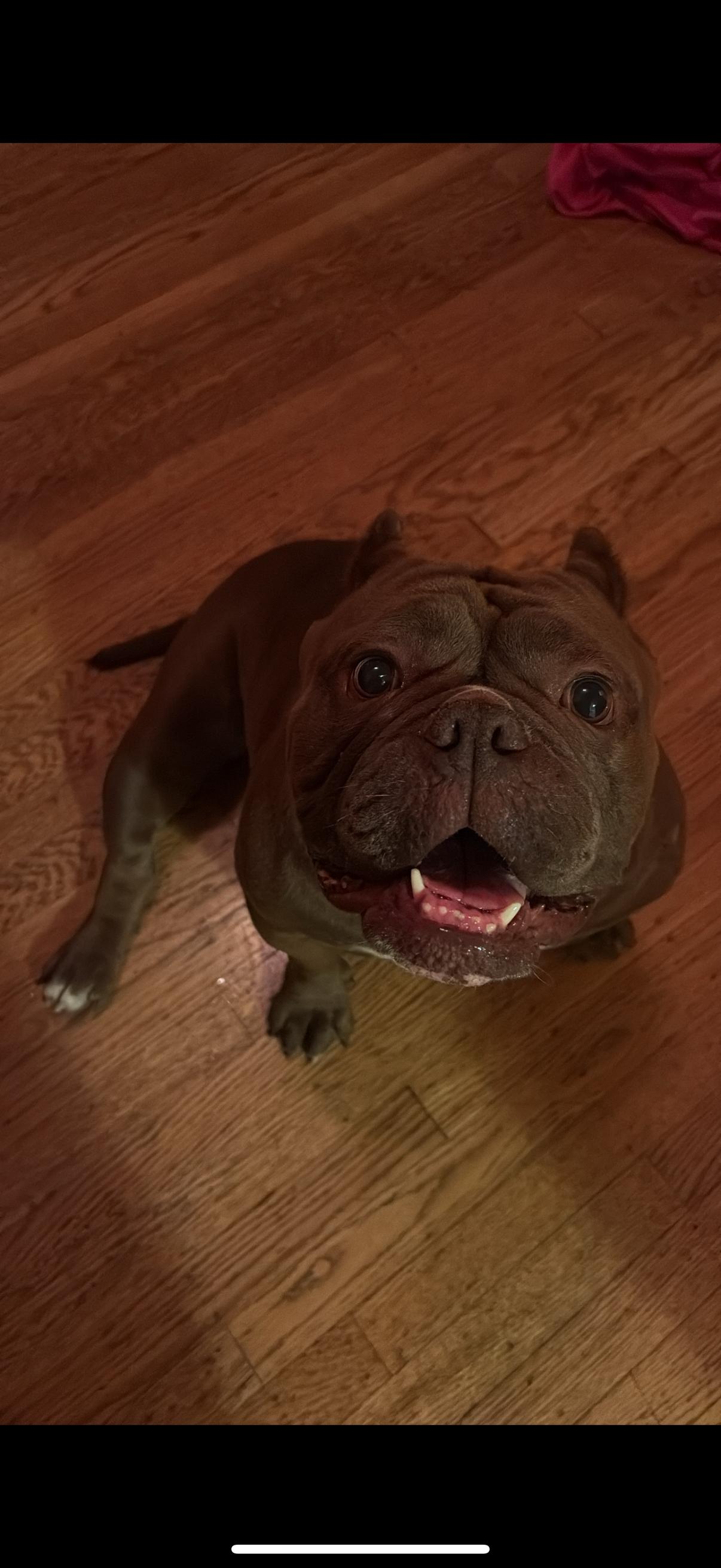 Enlarge Coconut, a Adoptable mixed breed in Rocklin, CA image 2/4