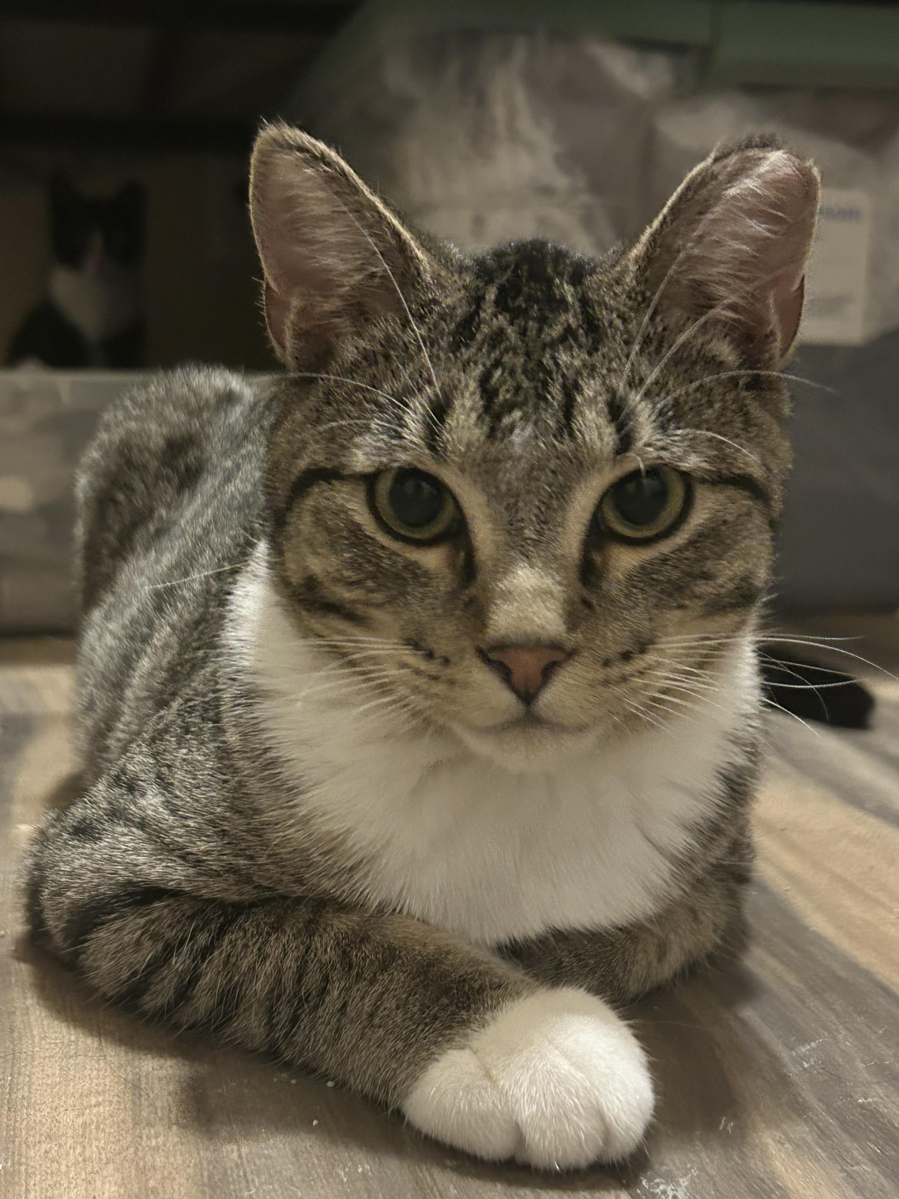 Enlarge Phin and Popper - Bonded Pair, a Adoptable Domestic Short Hair in Chaska, MN image 4/6