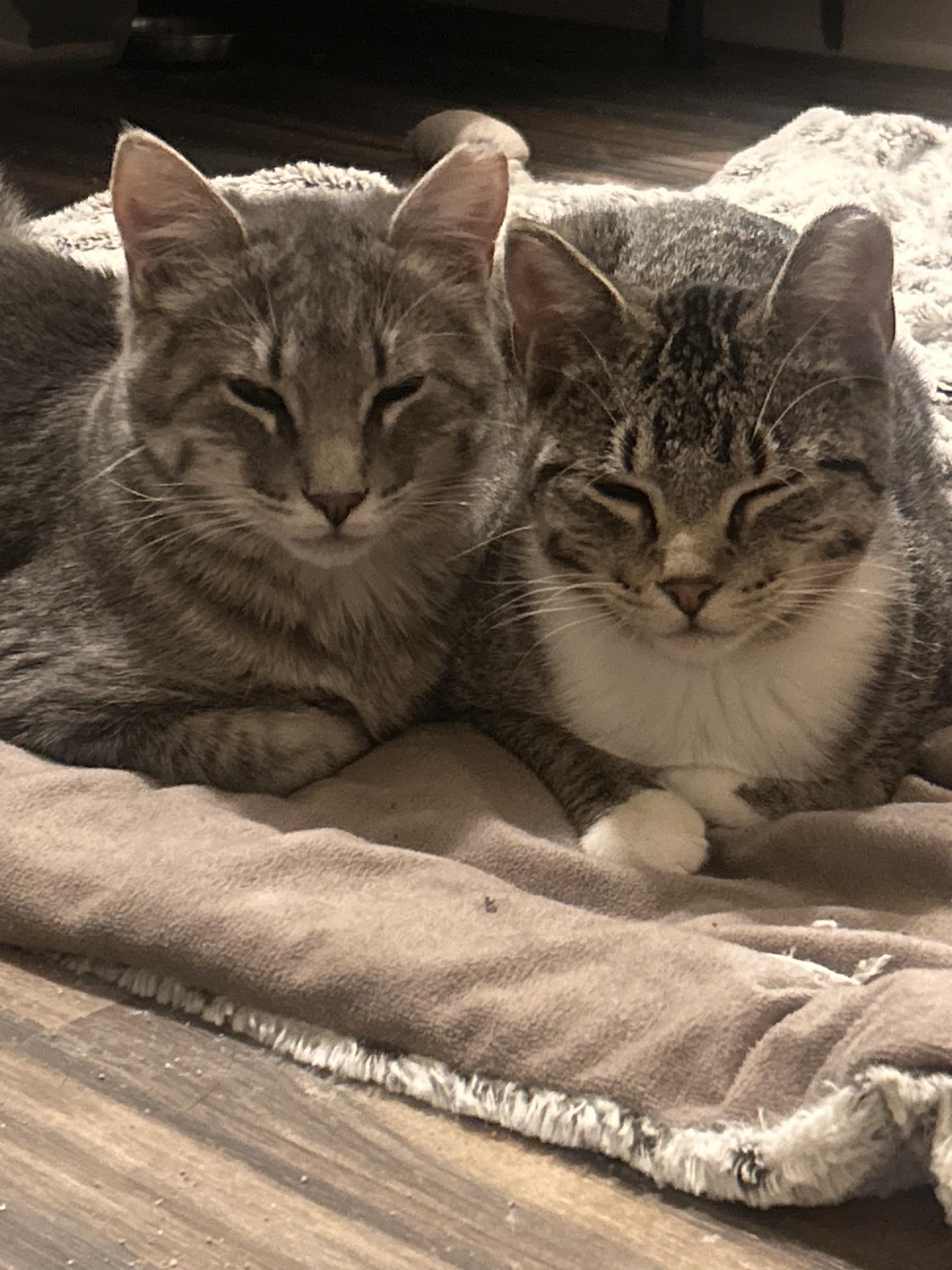 Enlarge Phin and Popper - Bonded Pair, a Adoptable Domestic Short Hair in Chaska, MN image 2/6