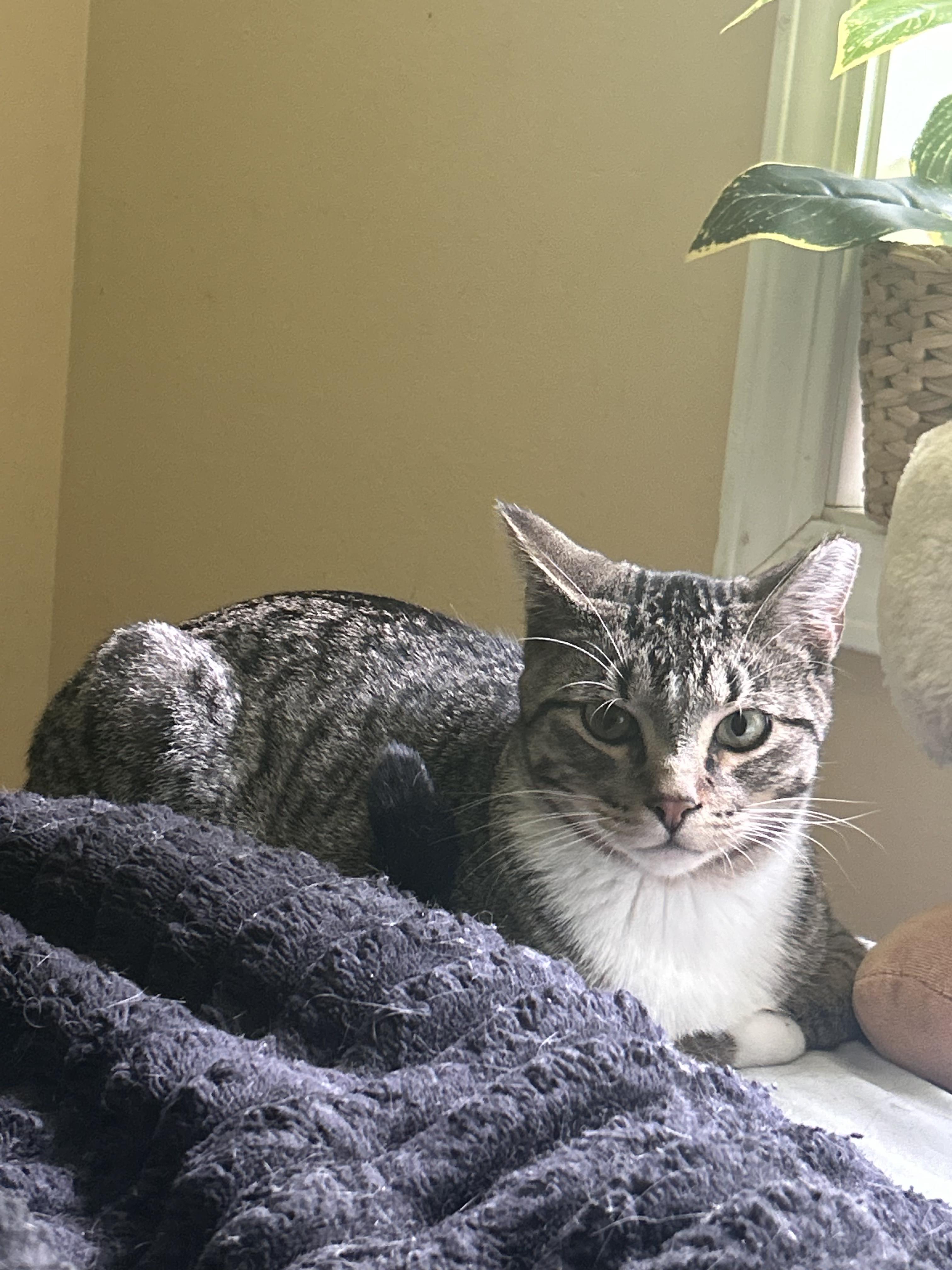 Enlarge Phin and Popper - Bonded Pair, a Adoptable Domestic Short Hair in Chaska, MN image 6/6