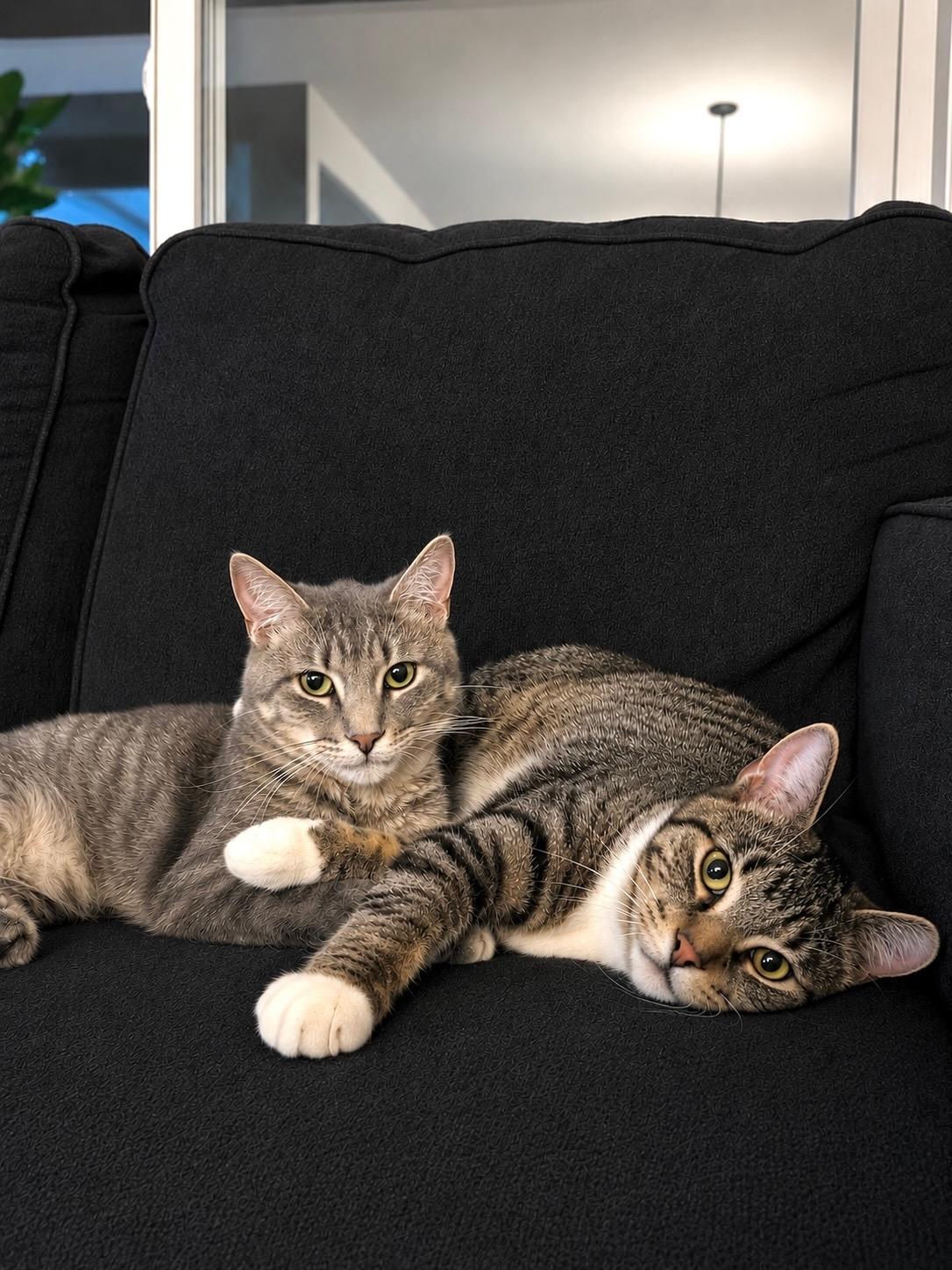 Phin and Popper - Bonded Pair, Adoptable, Kitten Male Domestic Short Hair.