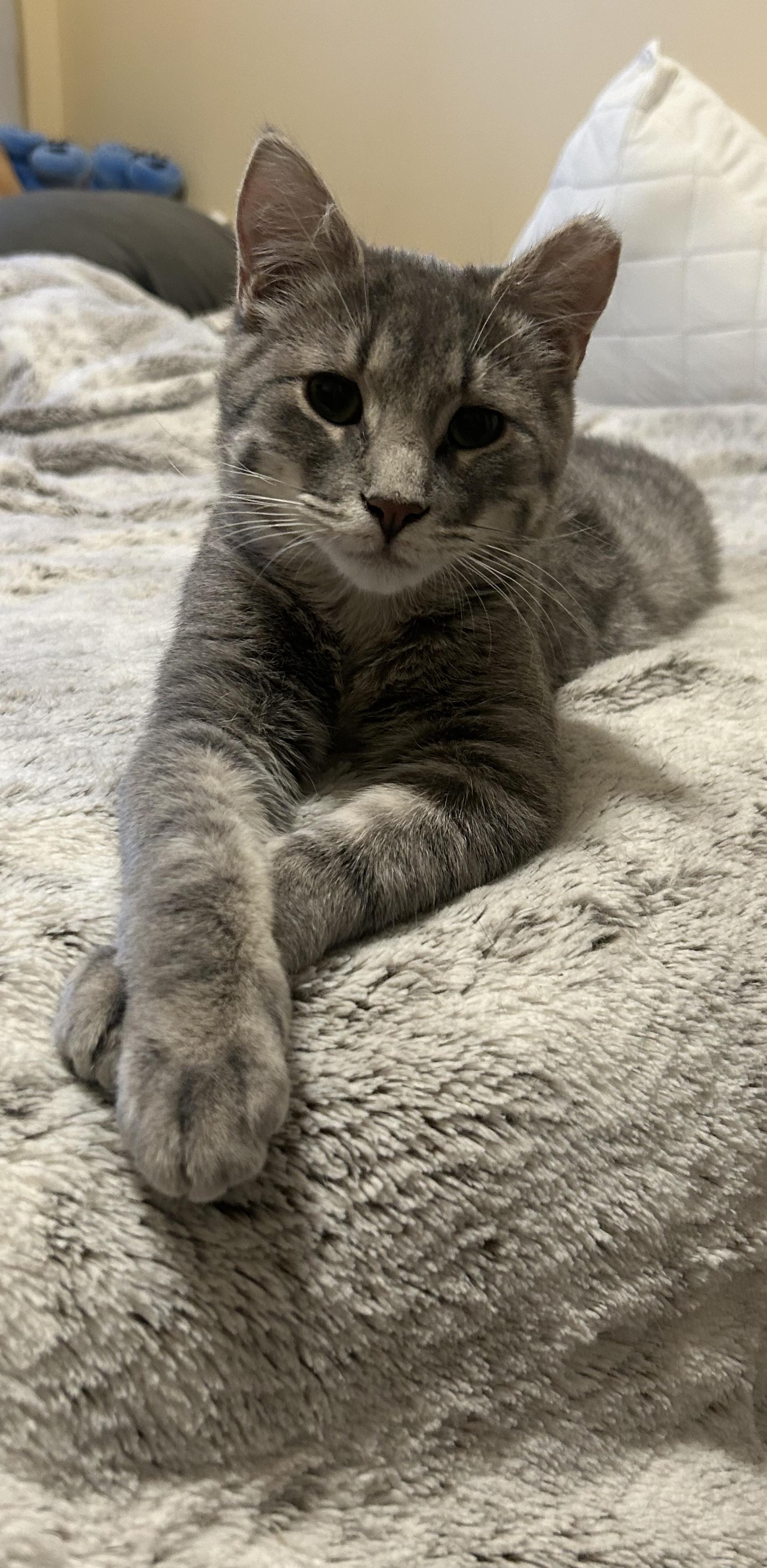 Enlarge Phin and Popper - Bonded Pair, a Adoptable Domestic Short Hair in Chaska, MN image 5/6