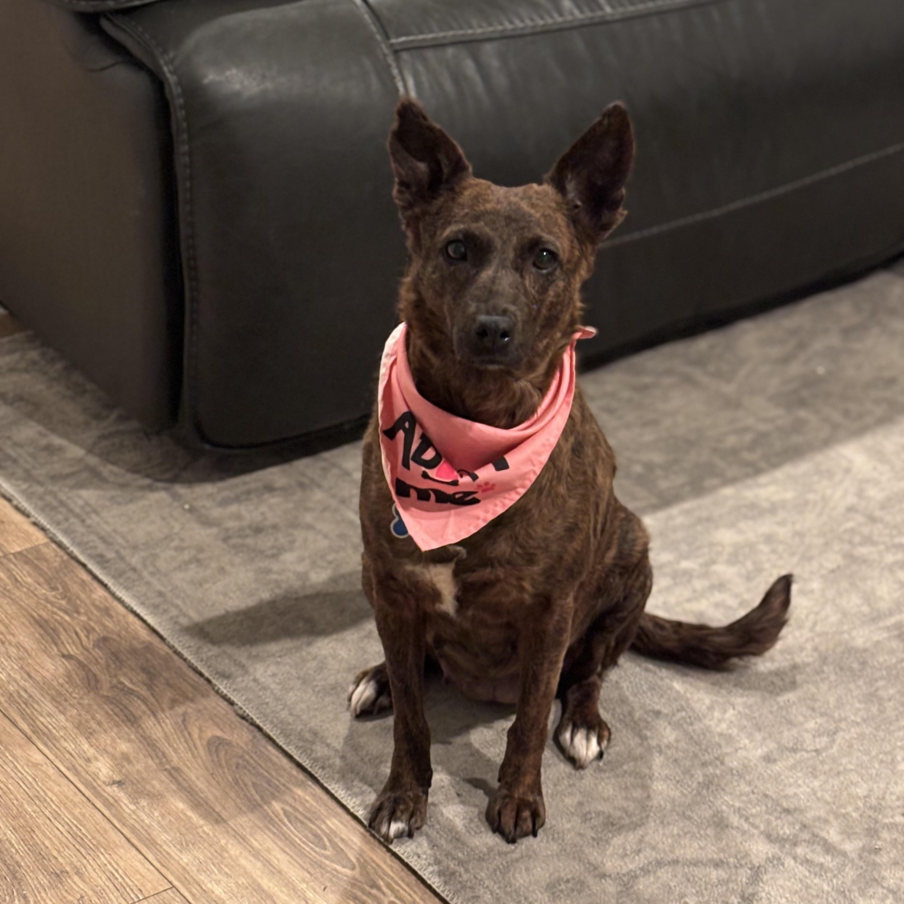 Aloha, Adoptable, Adult Female Cattle Dog & Scottish Terrier.