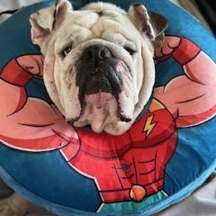 Oso, a Adoptable English Bulldog in Bradenton, FL image 3/6