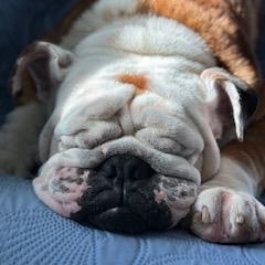 Oso, a Adoptable English Bulldog in Bradenton, FL image 2/6