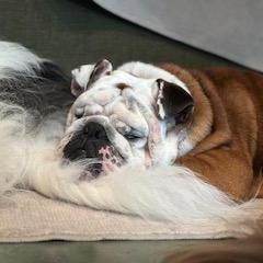 Oso, a Adoptable English Bulldog in Bradenton, FL image 4/6