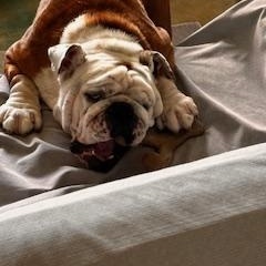 Oso, Young Male English Bulldog