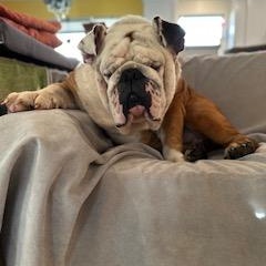 Oso, a Adoptable English Bulldog in Bradenton, FL image 5/6