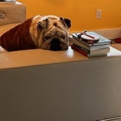 Oso, a Adoptable English Bulldog in Bradenton, FL image 6/6