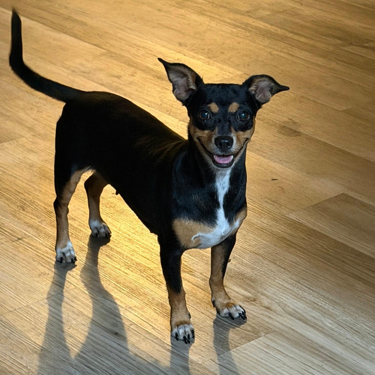 Precious, Adoptable, Young Female Chihuahua.