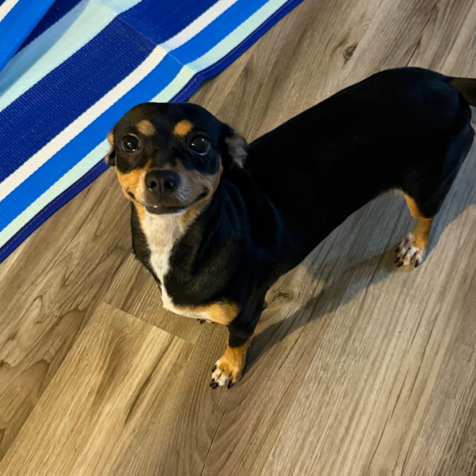 Enlarge Precious, a Adoptable mixed breed in Williston, VT image 2/5