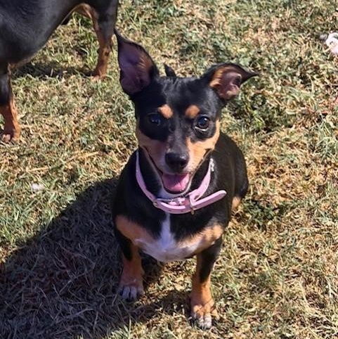 Enlarge Precious, a Adoptable mixed breed in Williston, VT image 3/5