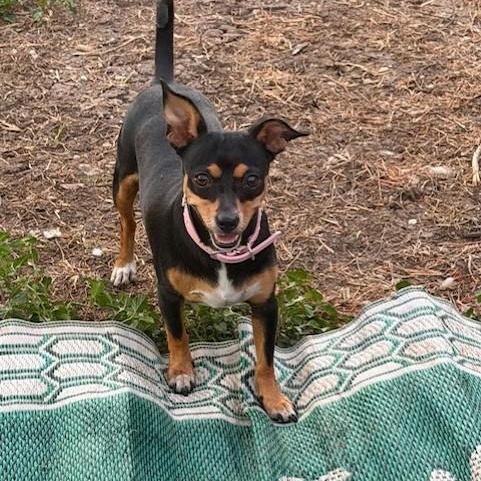 Enlarge Precious, a Adoptable mixed breed in Williston, VT image 5/5