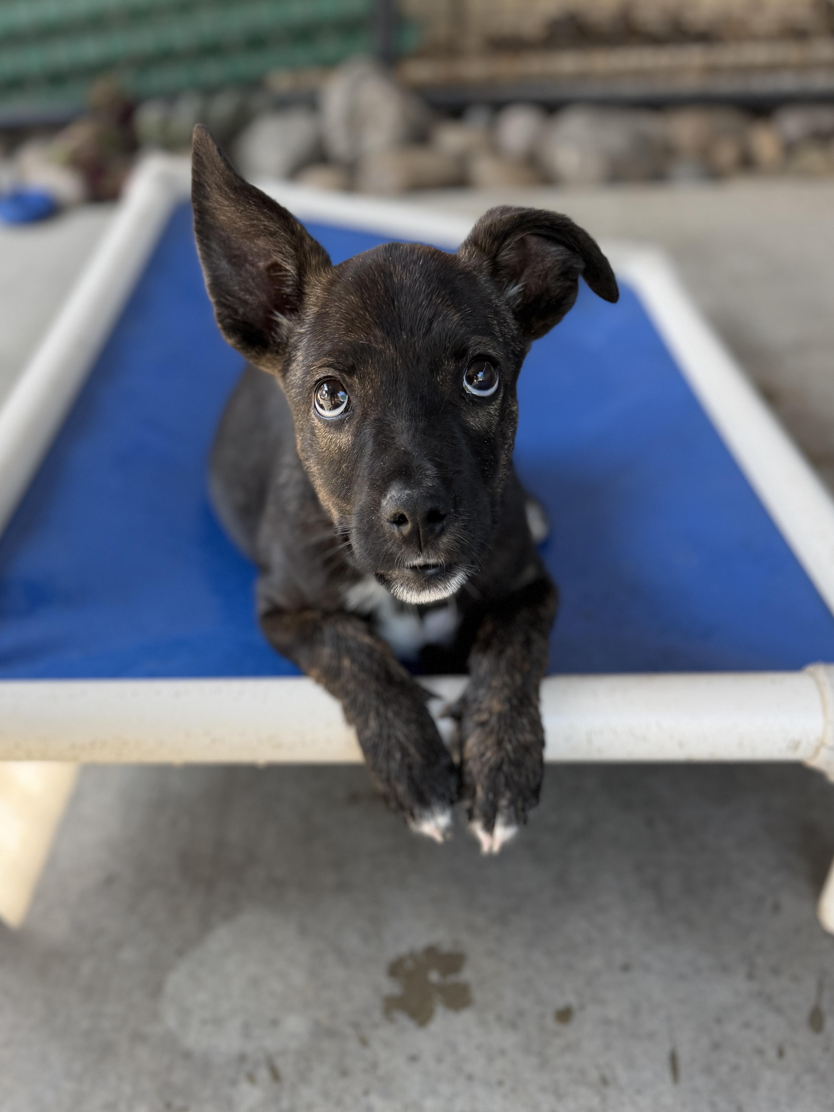 Clover, Adopted, Puppy Female Dutch Shepherd.