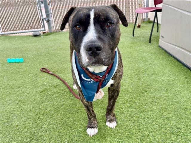 Enlarge MANGO, a Adoptable American Staffordshire Terrier in Phoenix, AZ image 1/1