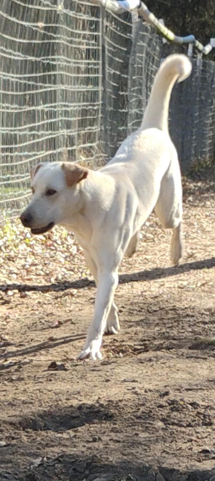 COLLIN, Adoptable, Young Male Labrador Retriever.