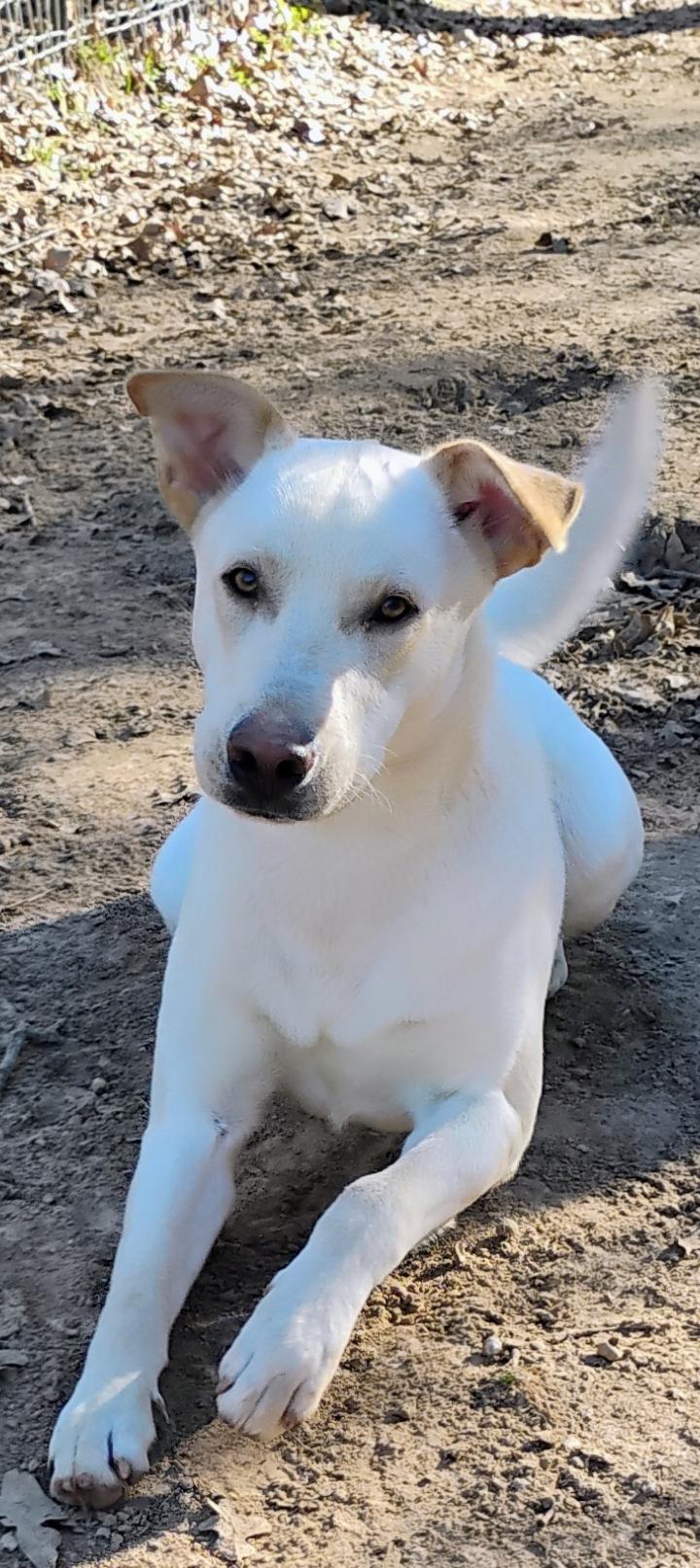 COLLIN, a Adoptable mixed breed in Saint Jo, TX image 2/2