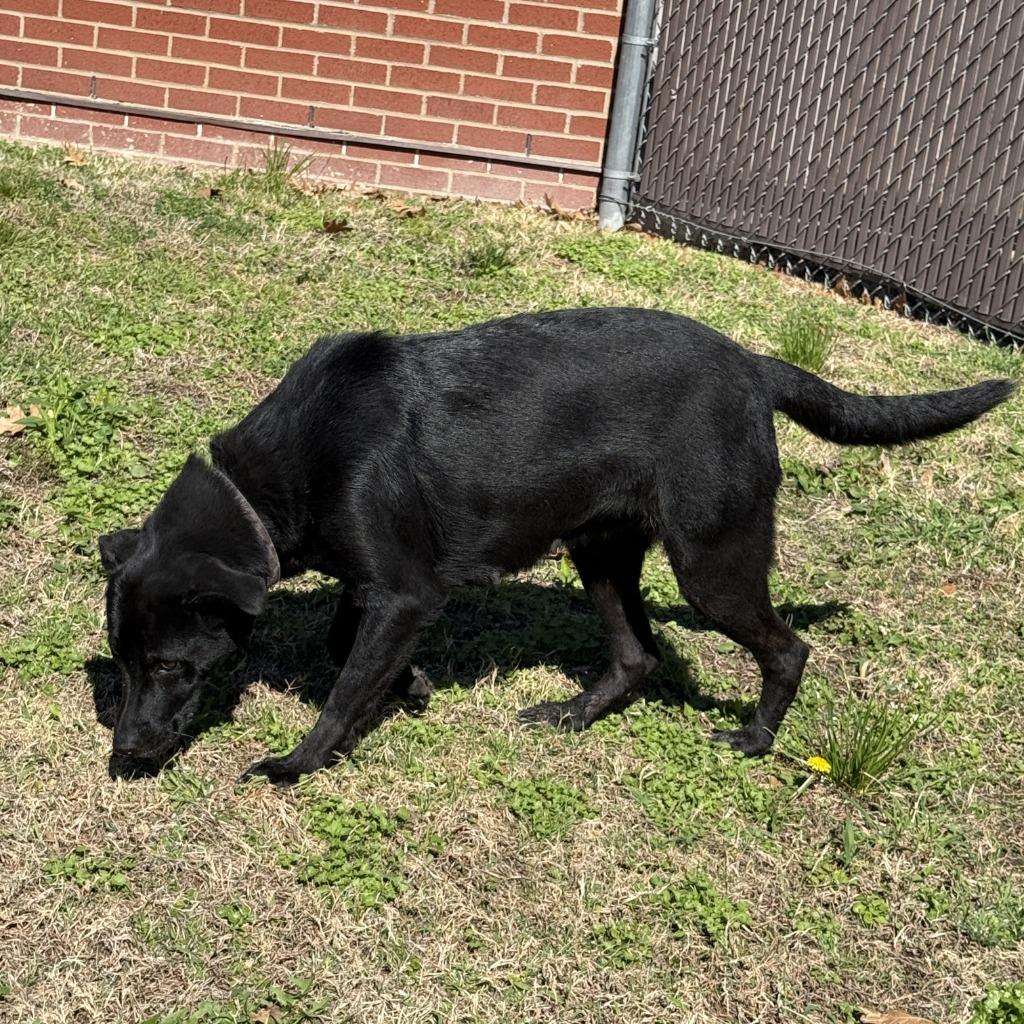 Jax, a Adoptable mixed breed in Brenham, TX image 2/6