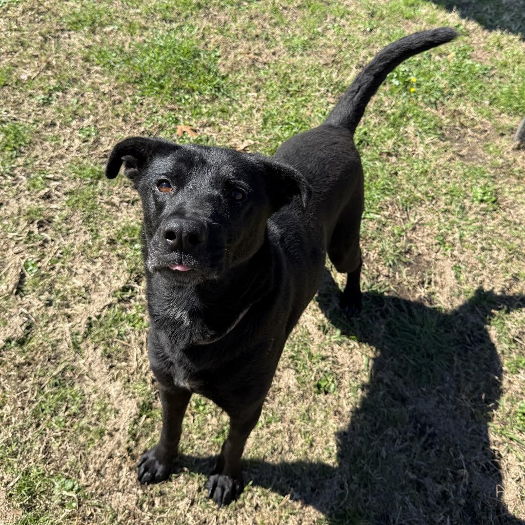 Jax, a Adoptable mixed breed in Brenham, TX image 5/6