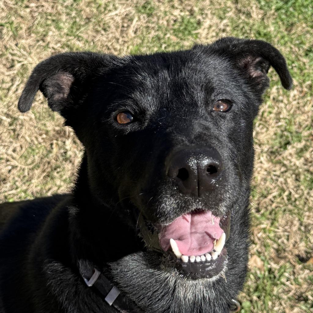 Jax, Adoptable, Adult Female Labrador Retriever & Shepherd.