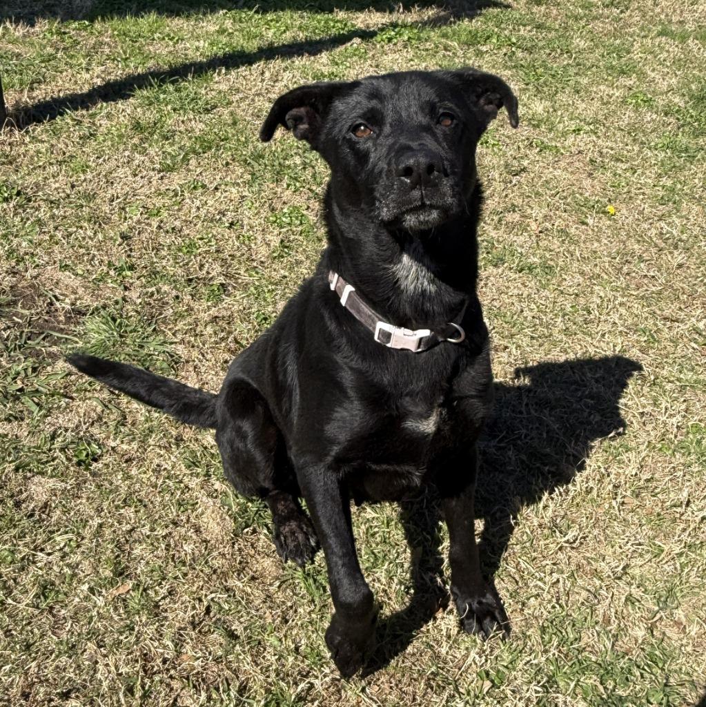 Jax, a Adoptable mixed breed in Brenham, TX image 6/6