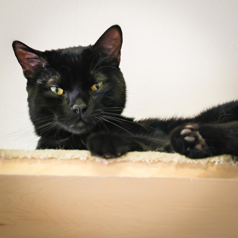 **Cat Cafe** Hank, Adoptable, Young Male Domestic Short Hair.