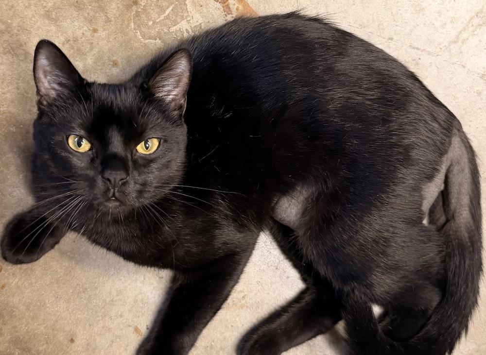 Enlarge **Cat Cafe** Hank, a Adoptable Domestic Short Hair in Topeka, KS image 2/3