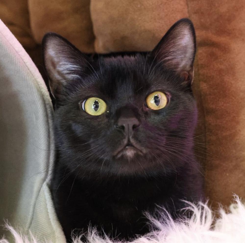 Enlarge **Cat Cafe** Hank, a Adoptable Domestic Short Hair in Topeka, KS image 3/3