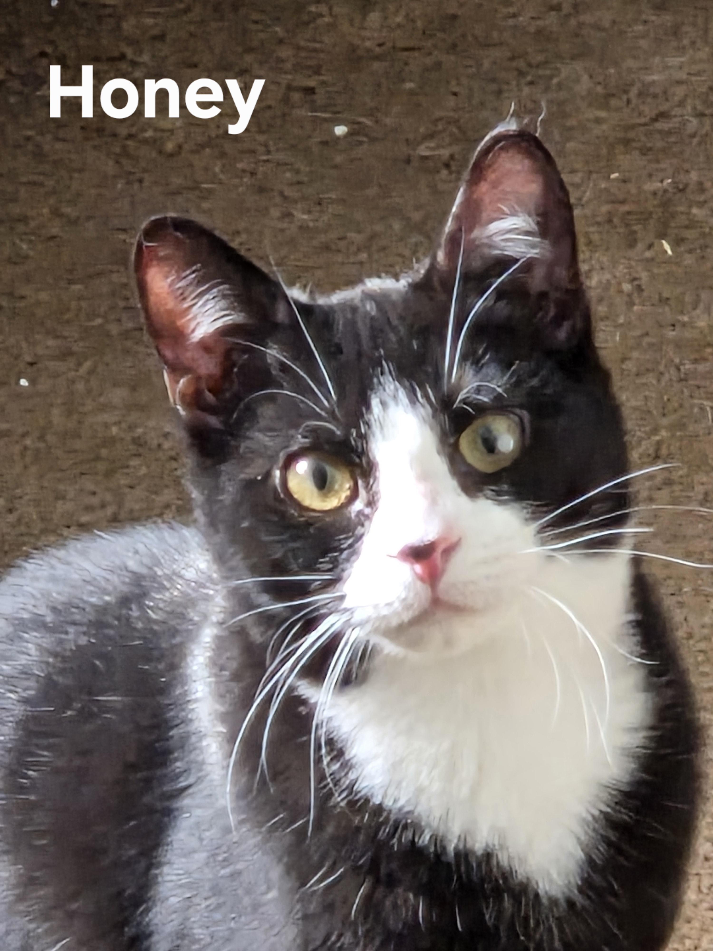 Enlarge Honey & Bunny, a ADOPTABLE mixed breed in Amsterdam, NY image 2/3