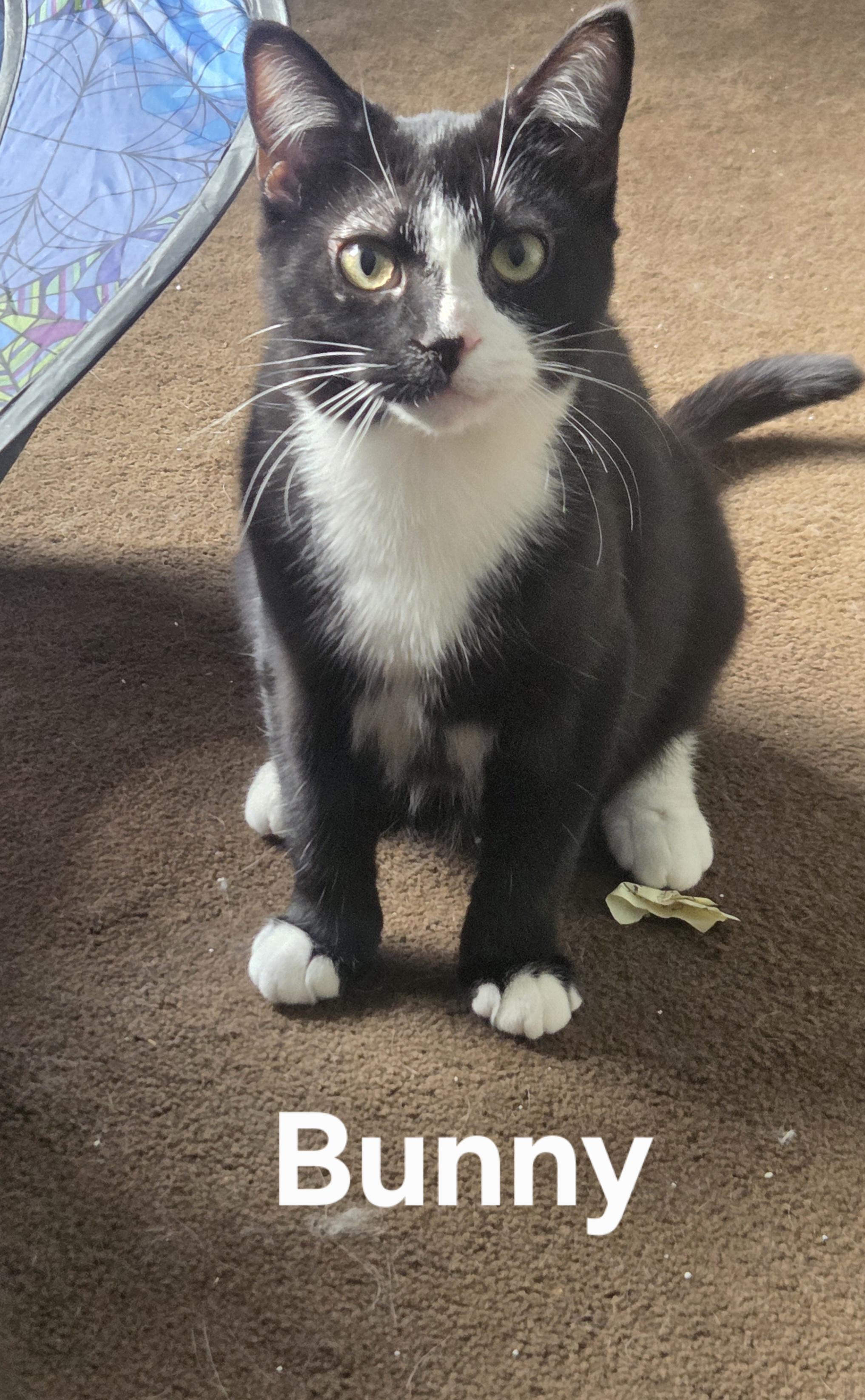 Enlarge Honey & Bunny, a ADOPTABLE mixed breed in Amsterdam, NY image 3/3