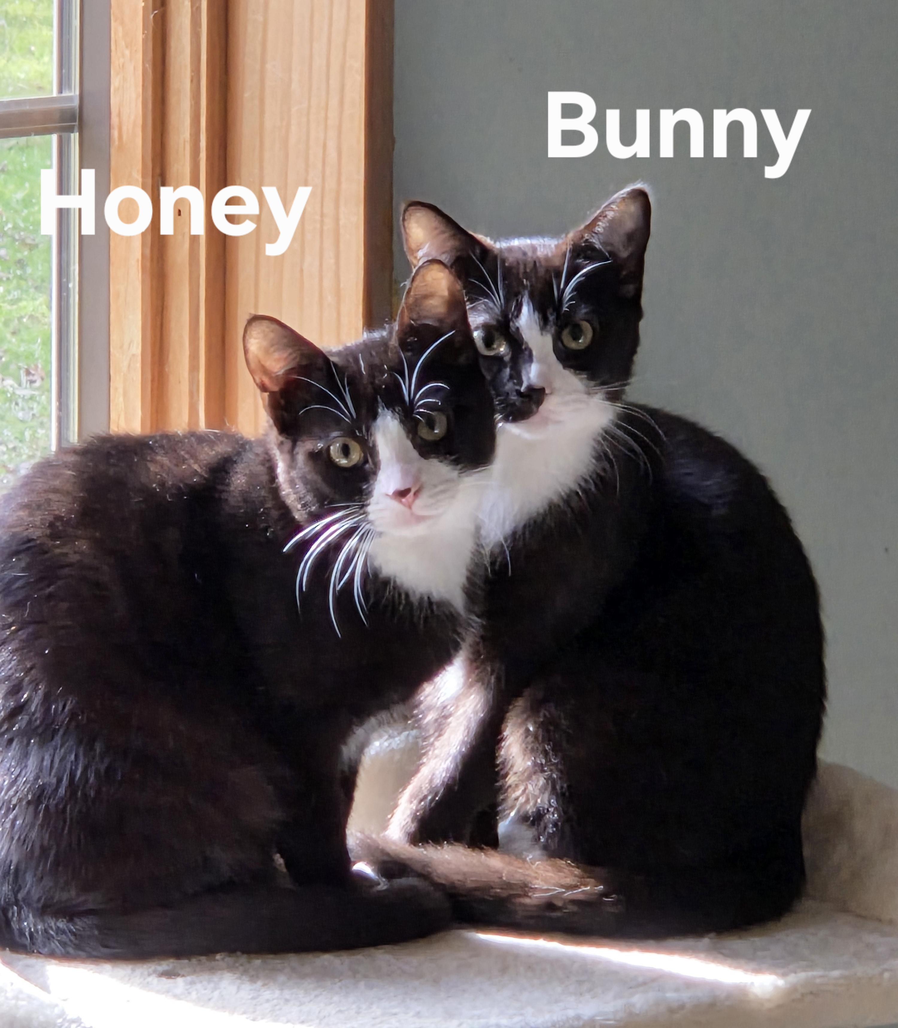 Enlarge Honey & Bunny, a ADOPTABLE mixed breed in Amsterdam, NY image 1/3