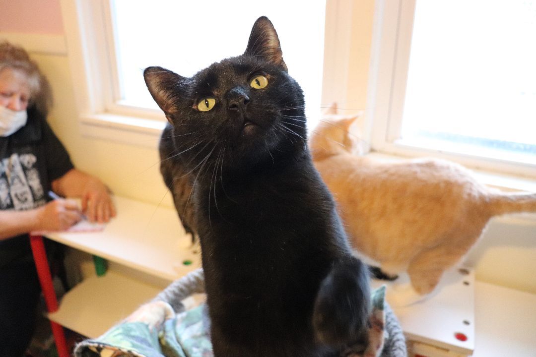 Cole, an adopted Domestic Short Hair in Moline, IL_image-1