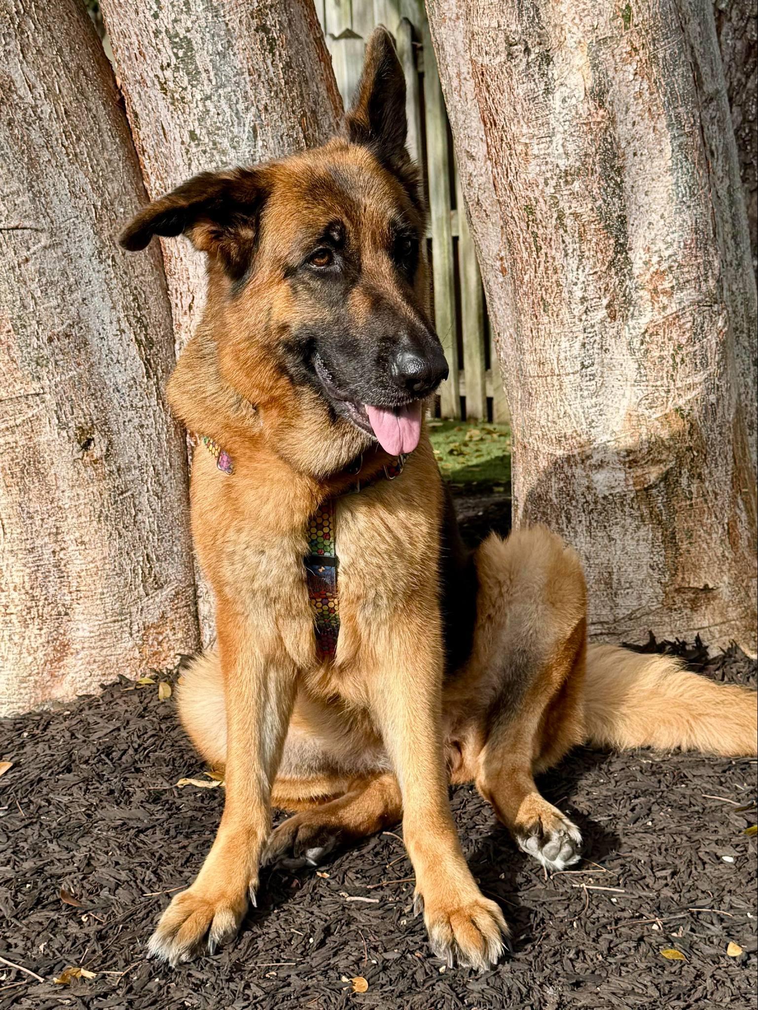 Mocha 3099, a Adoptable German Shepherd Dog in Pompano Beach, FL image 1/3