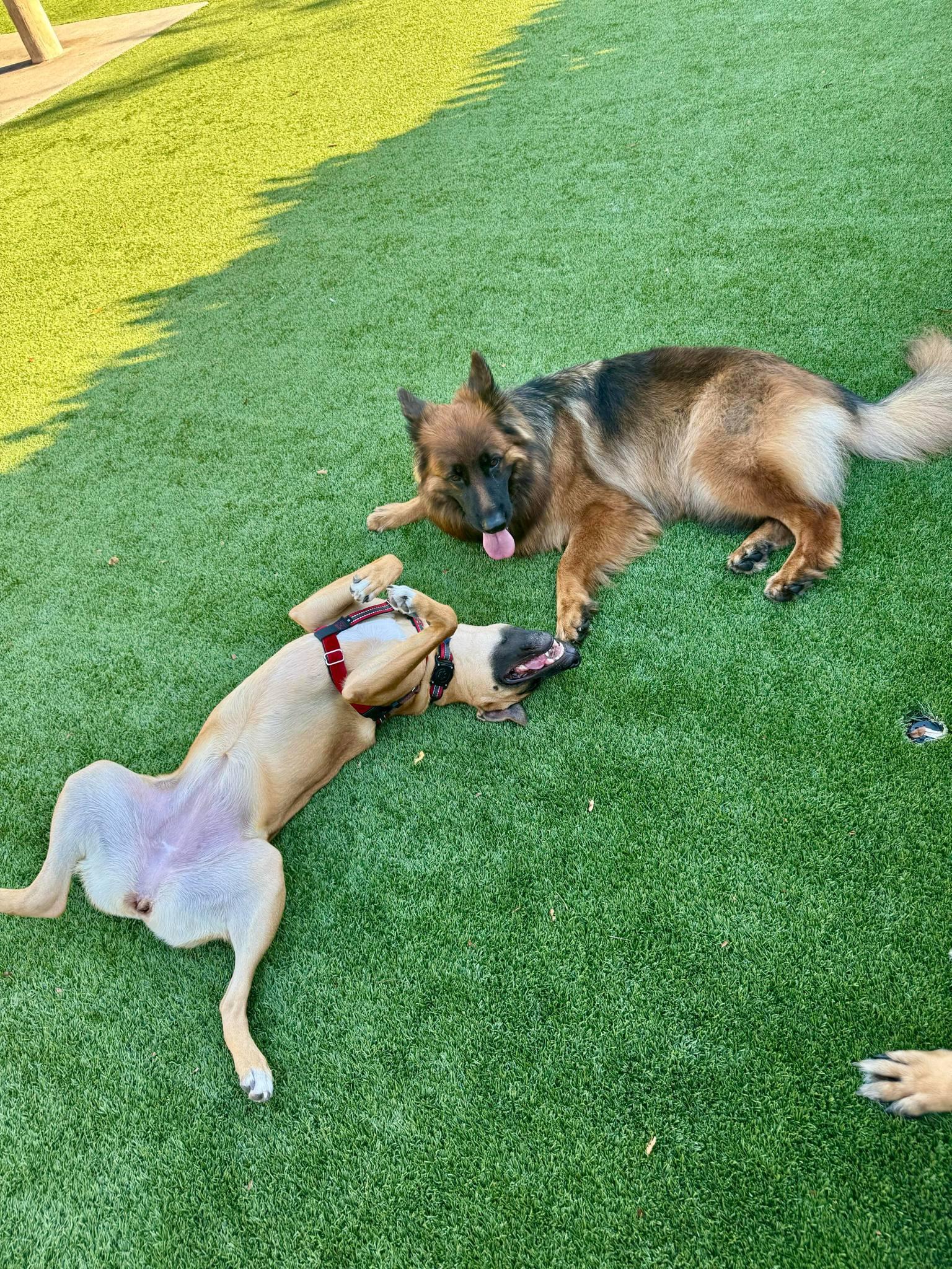 Mocha 3099, a Adoptable German Shepherd Dog in Pompano Beach, FL image 2/3