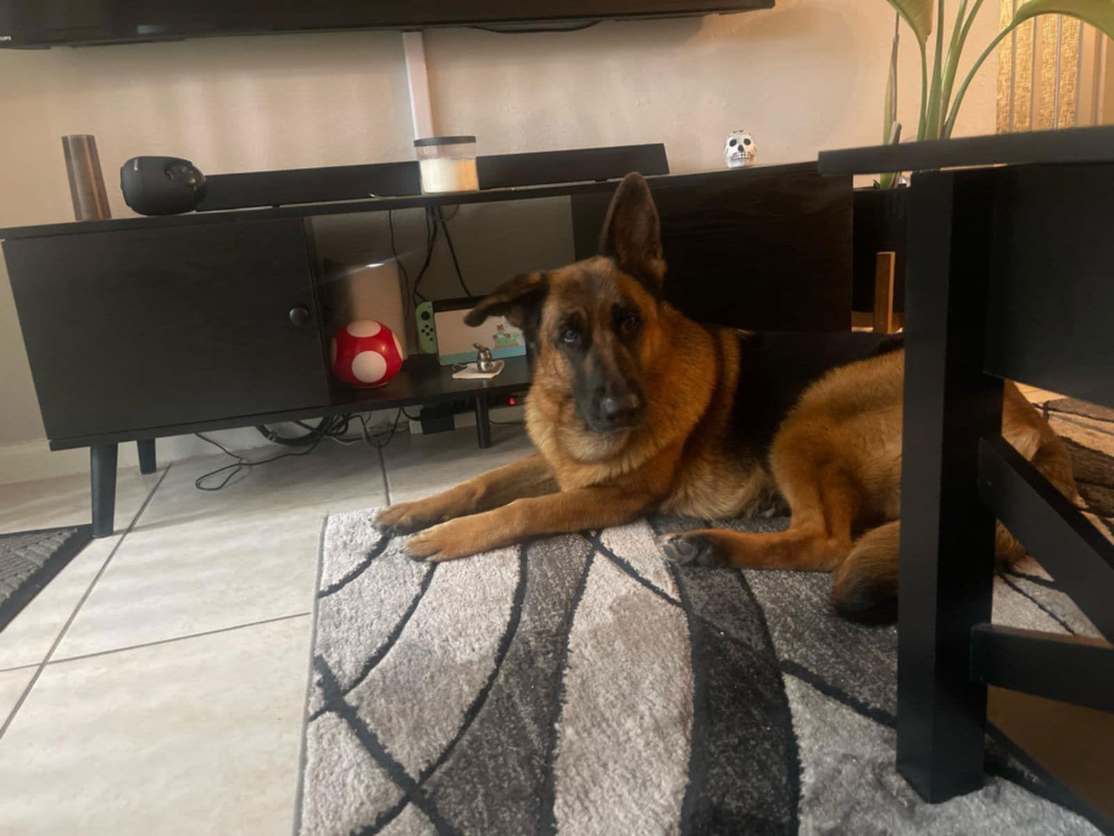 Mocha 3099, a Adoptable German Shepherd Dog in Pompano Beach, FL image 3/3