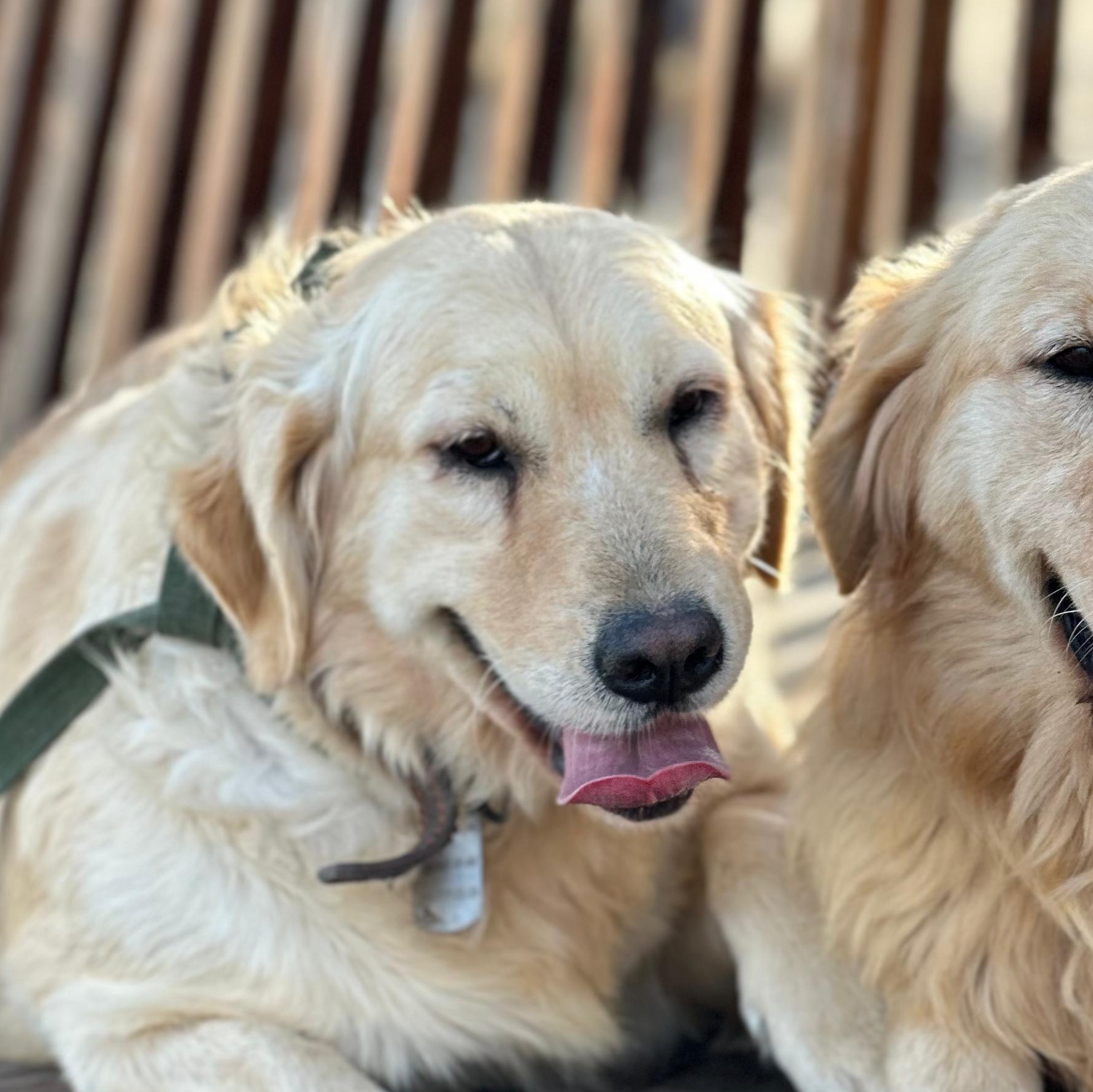 Enlarge NICE, an adoptable Golden Retriever in Kingston , NY image 2/6