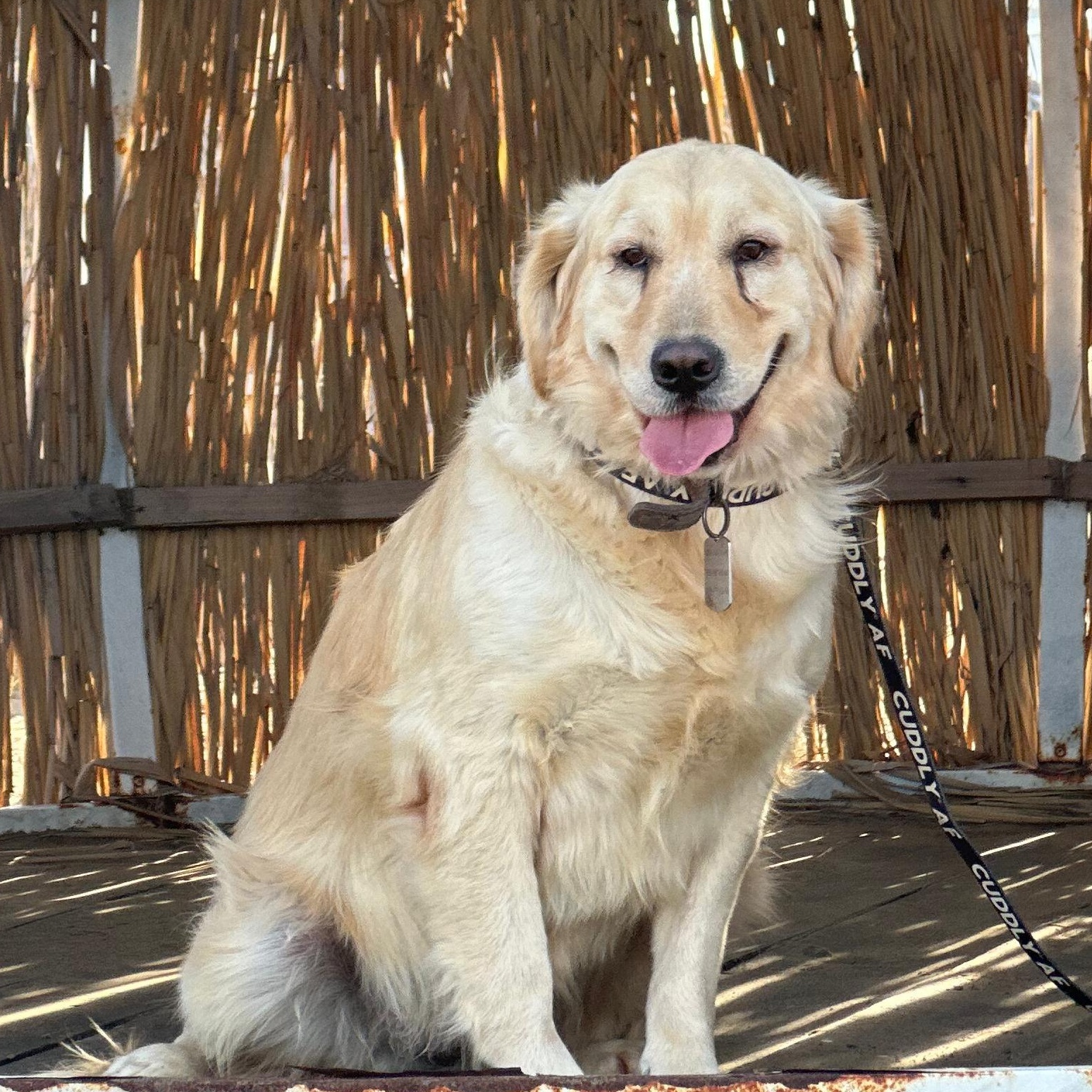 Enlarge NICE, an adoptable Golden Retriever in Kingston , NY image 1/6