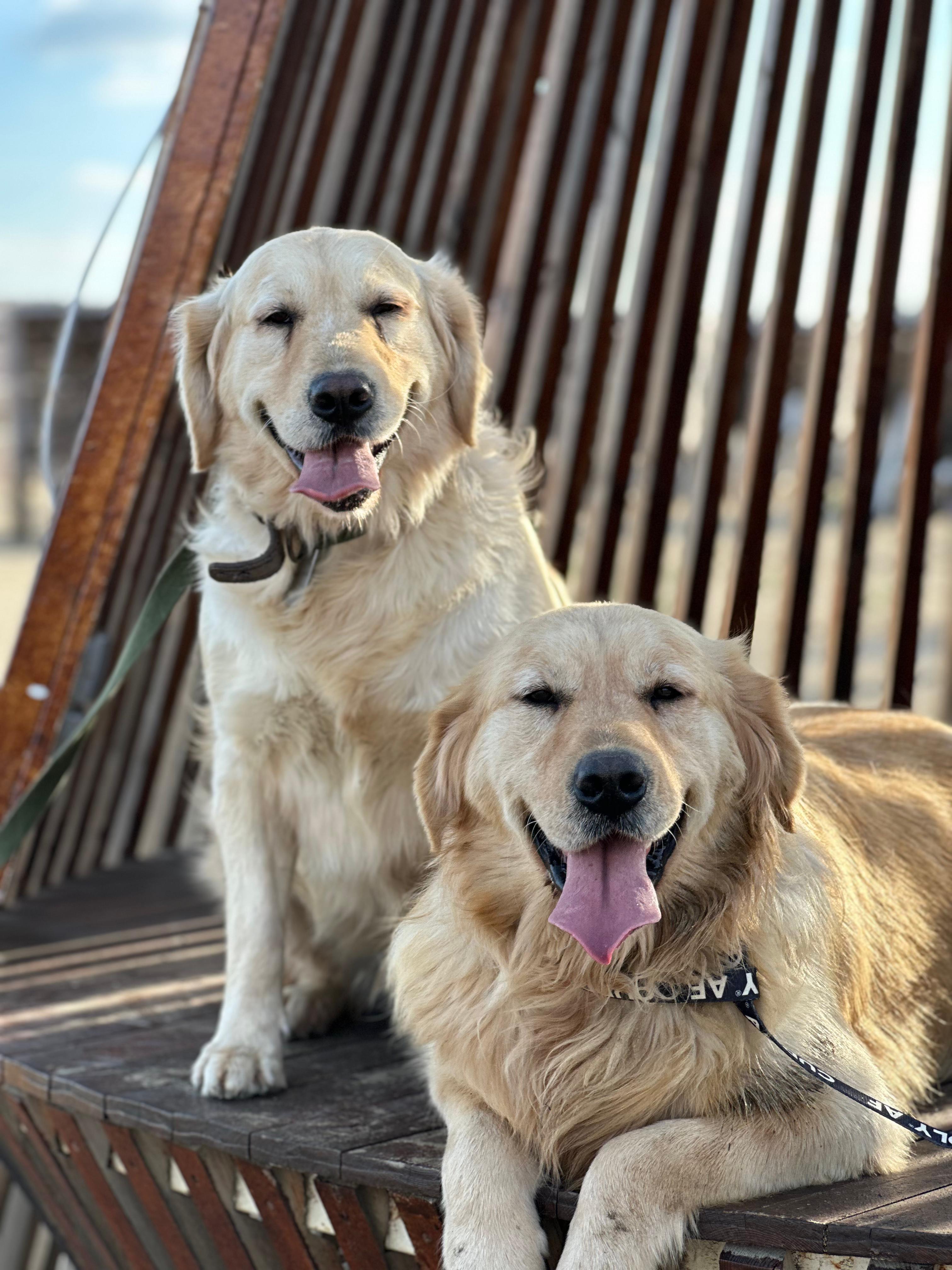 Enlarge NICE, an adoptable Golden Retriever in Kingston , NY image 5/6